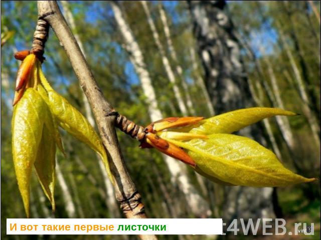 И вот такие первые листочки