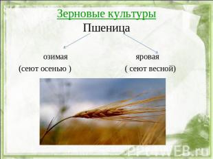 Зерновые культурыПшеница озимая яровая (сеют осенью ) ( сеют весной)