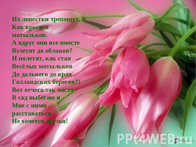 Их лепестки трепещут, Как крылья мотыльков. А вдруг они все вместе Взлетят до облаков? И полетят, как стая Весёлых мотыльков До дальнего до края Голландских берегов?! Вот отчего так часто В сад выбегаю я - Мне с ними расставаться Не хочется друзья! 