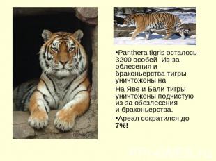 Panthera tigris осталось 3200 особей Из-за облесения и браконьерства тигры уничт