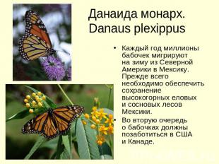 Данаида монарх. Danaus plexippus Каждый год миллионы бабочек мигрируют на зиму и