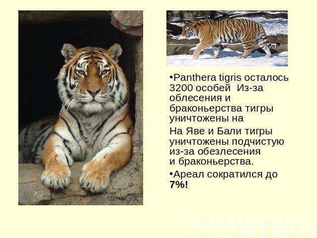 Panthera tigris осталось 3200 особей Из-за облесения и браконьерства тигры уничтожены на На Яве и Бали тигры уничтожены подчистую из-за обезлесения и браконьерства. Ареал сократился до 7%!
