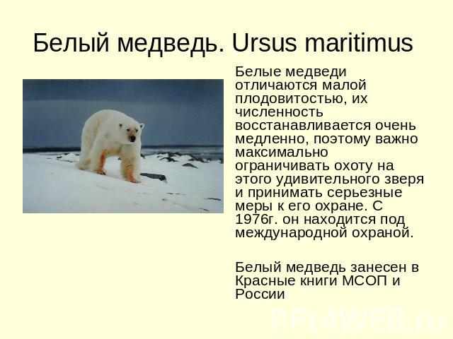 Белый медведь. Ursus maritimus Белые медведи отличаются малой плодовитостью, их численность восстанавливается очень медленно, поэтому важно максимально ограничивать охоту на этого удивительного зверя и принимать серьезные меры к его охране. С 1976г.…