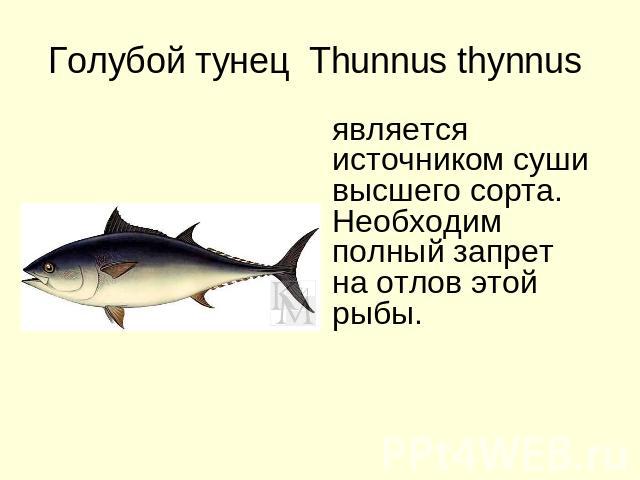 Голубой тунец Thunnus thynnus является источником суши высшего сорта. Необходим полный запрет на отлов этой рыбы.