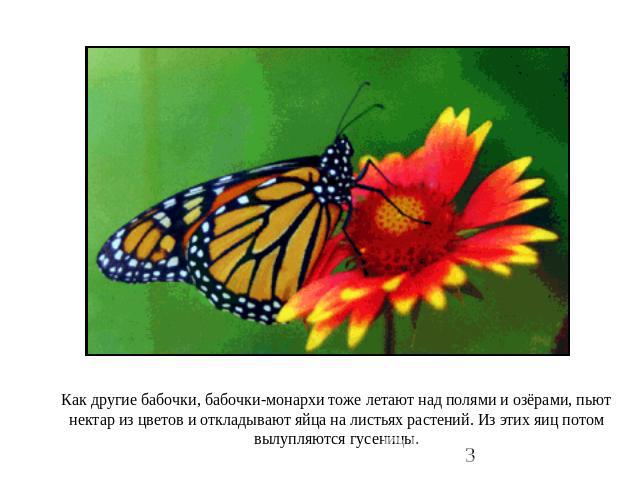 Как другие бабочки, бабочки-монархи тоже летают над полями и озёрами, пьют нектар из цветов и откладывают яйца на листьях растений. Из этих яиц потом вылупляются гусеницы.