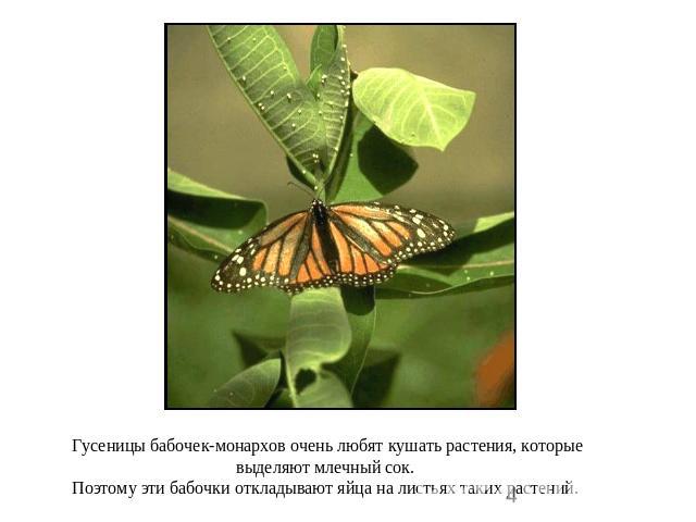 Гусеницы бабочек-монархов очень любят кушать растения, которые выделяют млечный сок. Поэтому эти бабочки откладывают яйца на листьях таких растений.