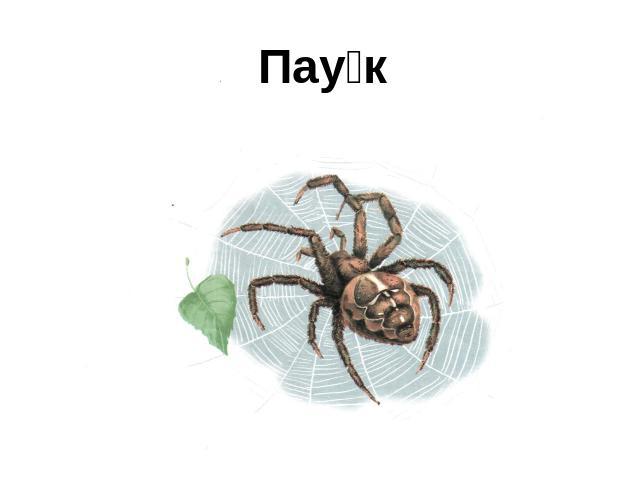 Паук