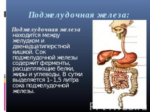 Поджелудочная железа: Поджелудочная железа находится между желудком и двенадцати