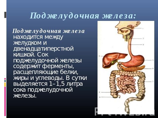 Поджелудочная железа: Поджелудочная железа находится между желудком и двенадцатиперстной кишкой. Сок поджелудочной железы содержит ферменты, расщепляющие белки, жиры и углеводы. В сутки выделяется 1–1,5 литра сока поджелудочной железы.
