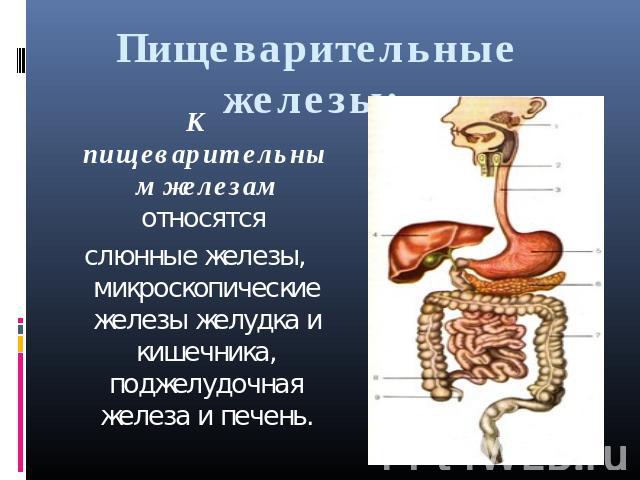 Пищеварительные железы:  К пищеварительным железам относятся слюнные железы, микроскопические железы желудка и кишечника, поджелудочная железа и печень.