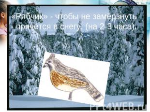 «Рябчик» - чтобы не замёрзнуть - прячется в снегу. (на 2-3 часа).