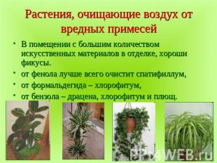 Растения, очищающие воздух от вредных примесей В помещении с большим количеством
