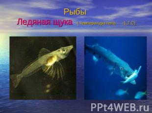 Рыбы Ледяная щука ( температура тела -1,7 С)