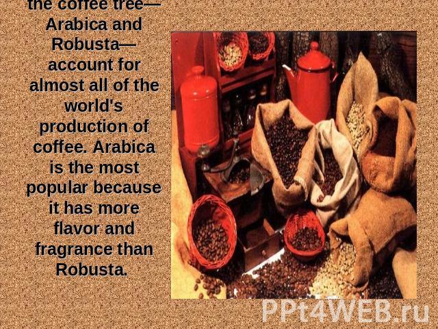 Two varieties of the coffee tree—Arabica and Robusta—account for almost all of the world's production of coffee. Arabica is the most popular because it has more flavor and fragrance than Robusta.