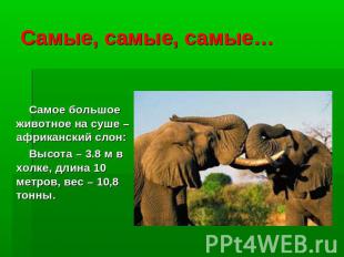 Самые, самые, самые… Самое большое животное на суше – африканский слон: Высота –