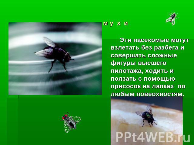 м у х и Эти насекомые могут взлетать без разбега и совершать сложные фигуры высшего пилотажа, ходить и ползать с помощью присосок на лапках по любым поверхностям.