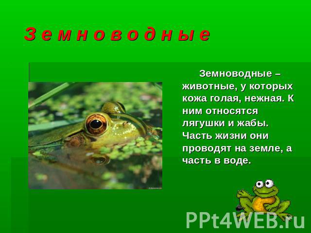 З е м н о в о д н ы е Земноводные – животные, у которых кожа голая, нежная. К ним относятся лягушки и жабы. Часть жизни они проводят на земле, а часть в воде.