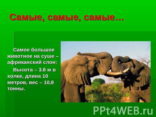 Самые, самые, самые… Самое большое животное на суше – африканский слон: Высота – 3.8 м в холке, длина 10 метров, вес – 10,8 тонны.