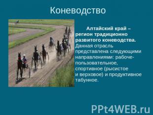 Коневодство Алтайский край – регион традиционно развитого коневодства. Данная от
