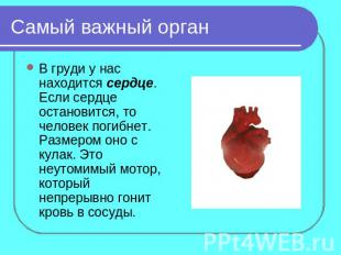 Самый важный орган В груди у нас находится сердце. Если сердце остановится, то ч