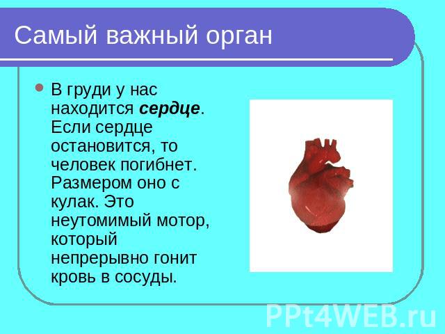 Самый важный орган В груди у нас находится сердце. Если сердце остановится, то человек погибнет. Размером оно с кулак. Это неутомимый мотор, который непрерывно гонит кровь в сосуды.