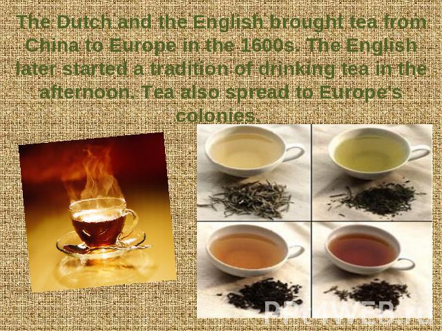 The Dutch and the English brought tea from China to Europe in the 1600s. The English later started a tradition of drinking tea in the afternoon. Tea also spread to Europe's colonies.