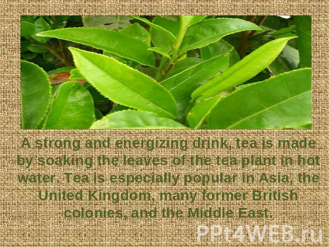 A strong and energizing drink, tea is made by soaking the leaves of the tea plant in hot water. Tea is especially popular in Asia, the United Kingdom, many former British colonies, and the Middle East.