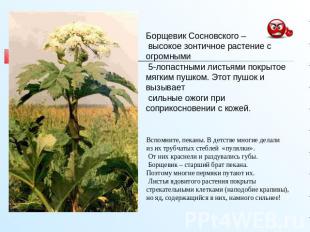 Борщевик Сосновского – высокое зонтичное растение с огромными 5-лопастными листь