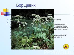 Борщевик Пермский край зарастает борщевиком – растением, вызывающим химические о