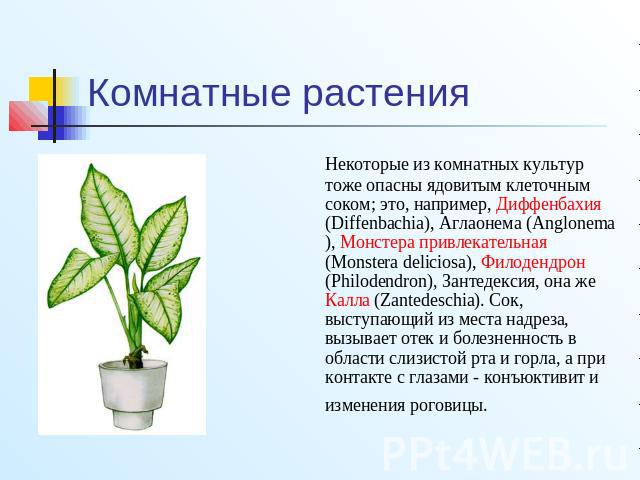 Комнатные растения Некоторые из комнатных культур тоже опасны ядовитым клеточным соком; это, например, Диффенбахия (Diffenbachia), Аглаонема (Anglonema), Монстера привлекательная (Monstera deliciosa), Филодендрон (Philodendron), Зантедексия, она же …