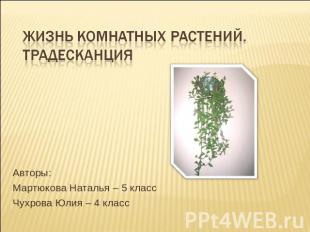 Жизнь комнатных растений. Традесканция Авторы: Мартюкова Наталья – 5 классЧухров