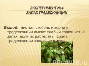 Эксперимент №4Запах традесканции Вывод: листья, стебель и корни у традесканции и