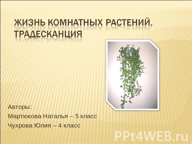 Жизнь комнатных растений. Традесканция Авторы: Мартюкова Наталья – 5 классЧухрова Юлия – 4 класс