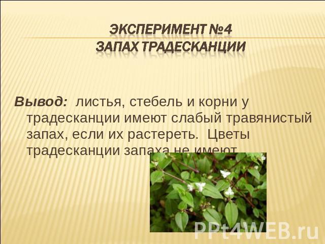 Эксперимент №4Запах традесканции Вывод: листья, стебель и корни у традесканции имеют слабый травянистый запах, если их растереть. Цветы традесканции запаха не имеют.