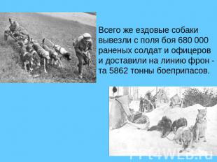Всего же ездовые собаки вывезли с поля боя 680 000раненых солдат и офицерови дос