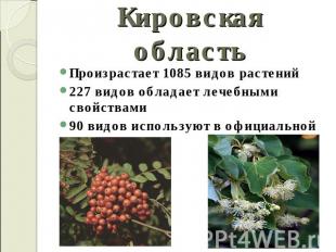 Кировская область Произрастает 1085 видов растений227 видов обладает лечебными с