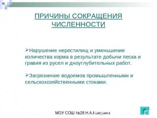 ПРИЧИНЫ СОКРАЩЕНИЯ ЧИСЛЕННОСТИ Нарушение нерестилищ и уменьшение количества корм