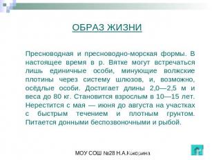 ОБРАЗ ЖИЗНИ Пресноводная и пресноводно-морская формы. В настоящее время в р. Вят