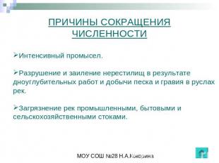 ПРИЧИНЫ СОКРАЩЕНИЯ ЧИСЛЕННОСТИ Интенсивный промысел.Разрушение и заиление нерест