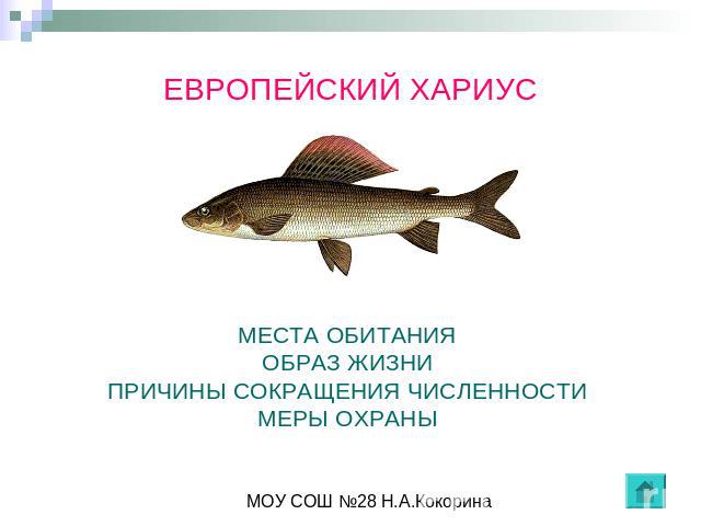 ЕВРОПЕЙСКИЙ ХАРИУС МЕСТА ОБИТАНИЯОБРАЗ ЖИЗНИПРИЧИНЫ СОКРАЩЕНИЯ ЧИСЛЕННОСТИМЕРЫ ОХРАНЫ