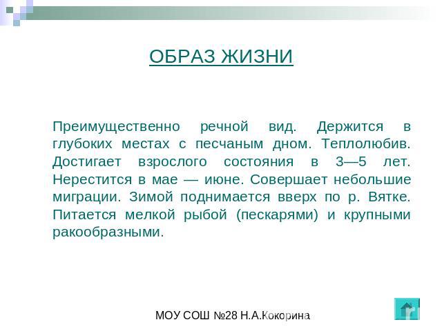 ОБРАЗ ЖИЗНИ Преимущественно речной вид. Держится в глубоких местах с песчаным дном. Теплолюбив. Достигает взрослого состояния в 3—5 лет. Нерестится в мае — июне. Совершает небольшие миграции. Зимой поднимается вверх по р. Вятке. Питается мелкой рыбо…