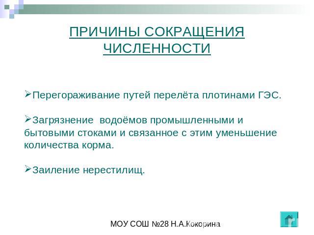 ПРИЧИНЫ СОКРАЩЕНИЯ ЧИСЛЕННОСТИ Перегораживание путей перелёта плотинами ГЭС. Загрязнение водоёмов промышленными и бытовыми стоками и связанное с этим уменьшение количества корма. Заиление нерестилищ.