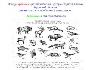 Обведи красным цветом животных, которые водятся в лесах Кировской области,синим