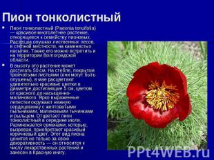 Пион тонколистный Пион тонколистный (Paeonia tenuifolia) — красивое многолетнее