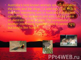 Australia’s best-known animals are the kangaroo the koala and the dingo ( a wild