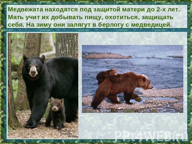 Медвежата находятся под защитой матери до 2-х лет. Мать учит их добывать пищу, охотиться, защищать себя. На зиму они залягут в берлогу с медведицей.