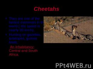 Cheetahs They are one of the fastest mammals in the world.( His speed is nearly