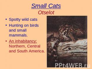 Small CatsOtselot Spotty wild catsHunting on birds and small mammals.An inhabita