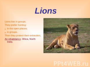 Lions Lions live in groups.They prefer hunting: in the open places;in groups.The