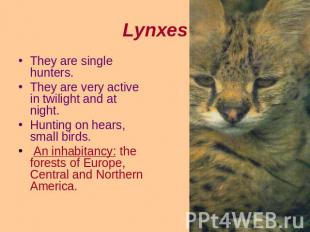 Lynxes They are single hunters.They are very active in twilight and at night.Hun
